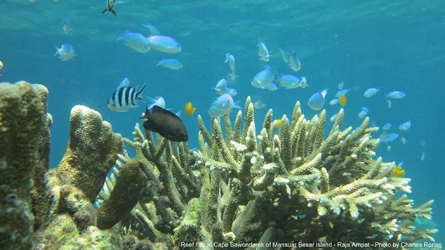 coral reef and tropical fish in Arborek