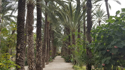 Phoenix dactylifera avenue Elche, Spain