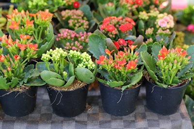 Kalanchoe flower on pot