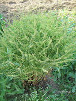 Λάπαθο-Rumex sp.