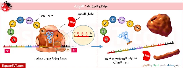 صف من خلال الوثائق الثلاث المقترحة، كيفية تركيب البروتينات انطلاقا من الـ ARNm.