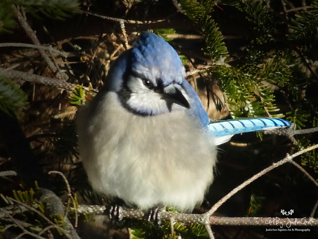 Birds Of Newfoundland