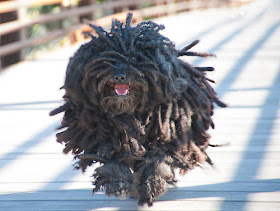 Puli