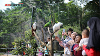 Mengenal Sejarah Kebun Binatang Bandung