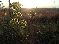 Tramonto sulla Murgia