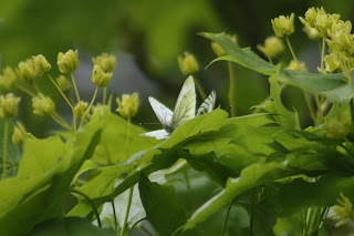 Mating Green-veined Whites