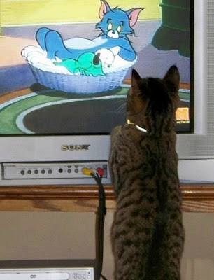 Cat Watching Cat On TV Seen On www.coolpicturegallery.us