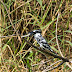 Pied Kingfisher