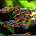 Cara Ternak Ikan Rasbora Galaxy