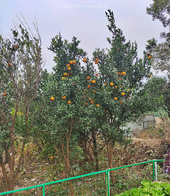 Mandarynka Citrus reticulata cytrusy domowa uprawa w Polsce doniczce z pestki nasion jak uprawaic wyhodowac mandarynke kwitnienie owocowanie co zrobic opis pochodzenie historia mandarynka drzewko pielęgnacja po ilu latach zakwitnie