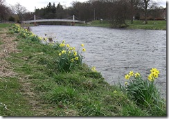 daffs below the flood line5