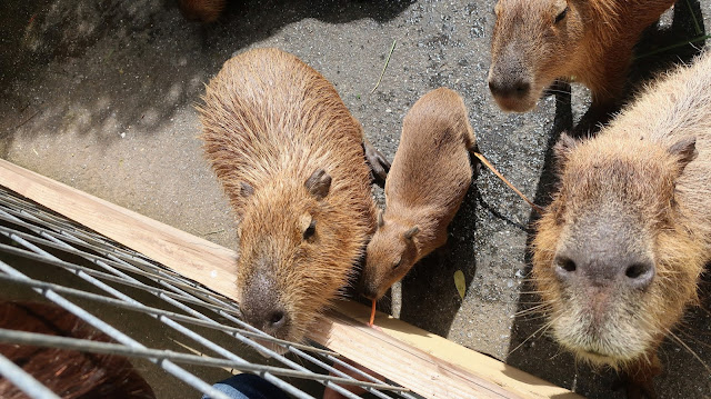 ネオパークオキナワ 沖縄 ふれあい広場 カピバラ