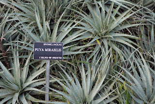 san francisco botanical garden puya mirabilis