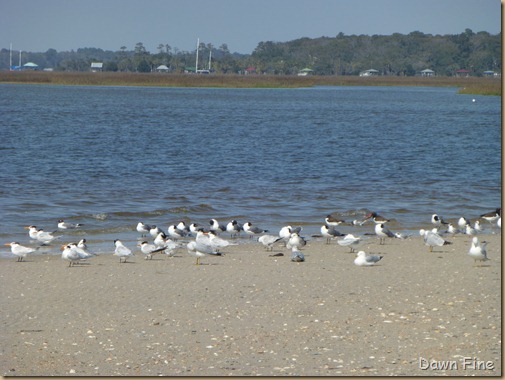 edisto beach_001