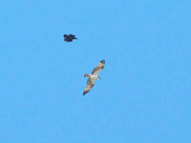 Crow and Osprey