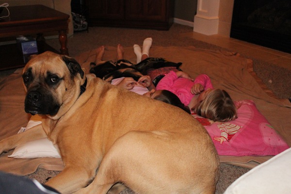 our bullmastiff