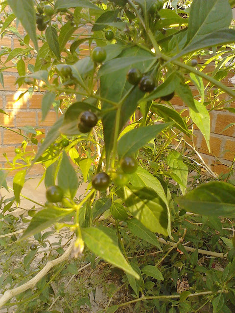 Capsicum cardenasii