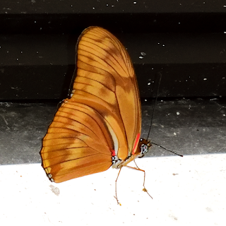 butterfly on window