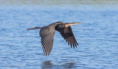 Darter in Flight - Woodbridge Island, Cape Town