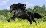 Caballos Negro Corriendo Imágenes de Animales HD (caballos negro corriendo imagenes de animales hd)