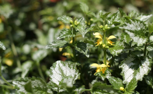 Yellow Archangel Flowers Pictures