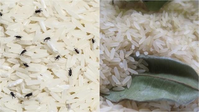 Memang Berkesan Guna Cara Ini Kutu Beras Hilang Dengan Mudah