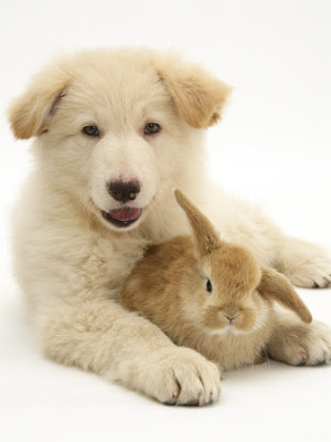 puppies and kittens and bunnies. puppies and kittens and
