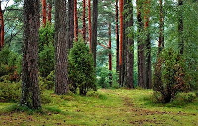 Tripura | Cannabis is a medicinal plant, can amend the law if law is legal, says Sudip Roy Barman