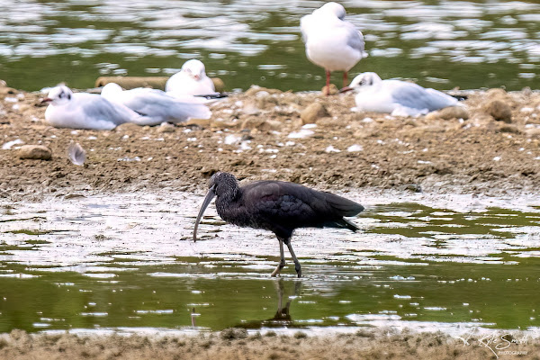 Glossy ibis