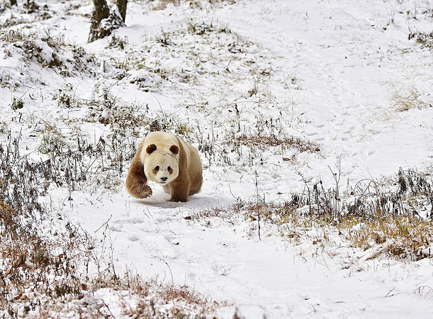 The World’s Only Brown Panda Who Was Abandoned As A Baby, Finally Finds Happiness - Apparently, unlike Qizai, his mother was black and white, which makes the bear’s fur color’s mystery even more intriguing