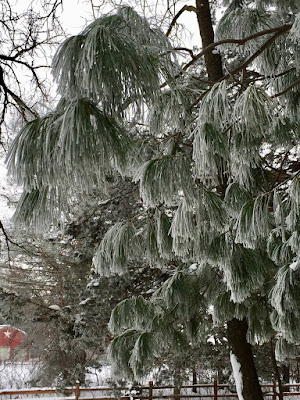 hoarfrost covered pine needles