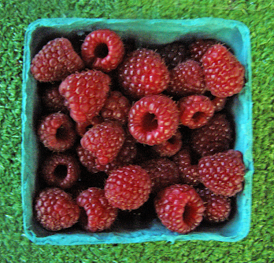 Basket of Ripe Raspberries