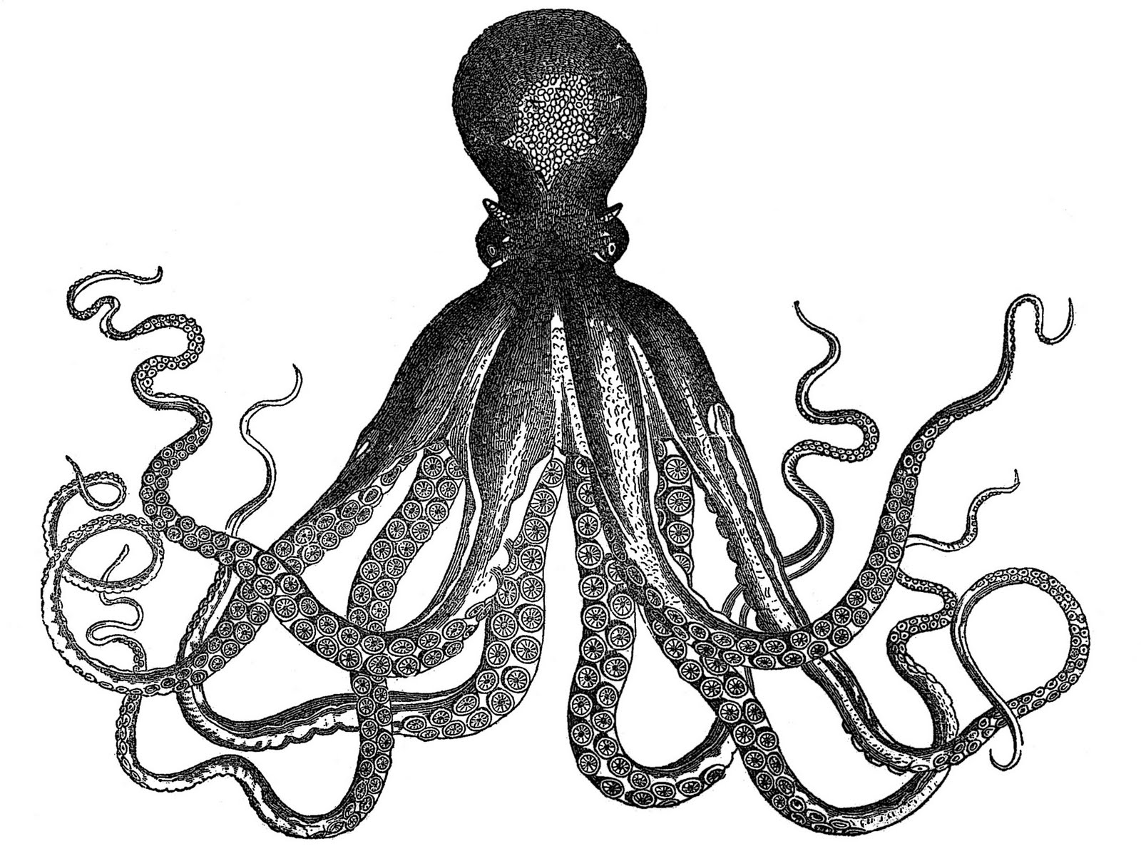http://imgkid.com/octopus-drawing-black-and-white.shtml