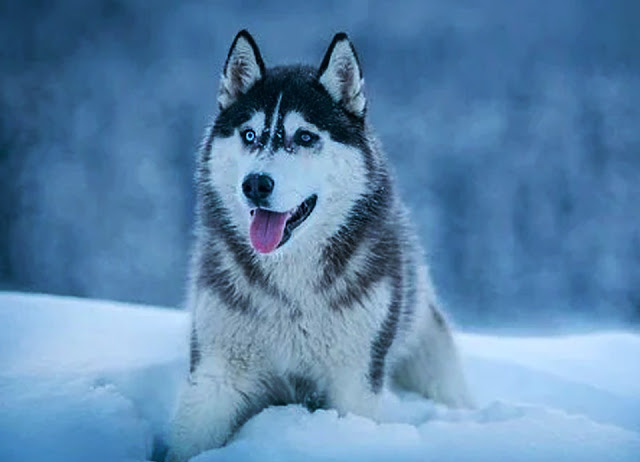 Siberian Husky: Appearance, Education and Checklist before adopting your Husky