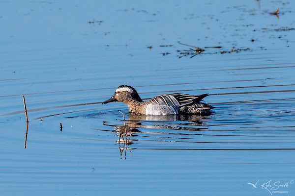 Garganey