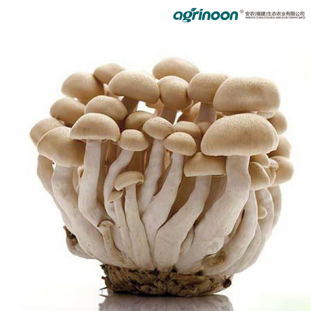 mushroom spawn suppliers