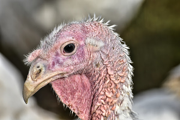 turkey diseases, diseases of turkeys, turkey diseases and problems