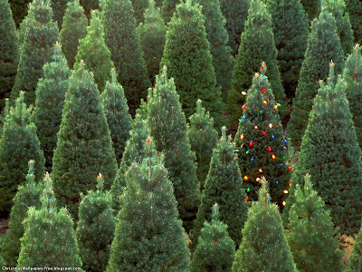 Christmas Nature View HD Desktop Wallpapers