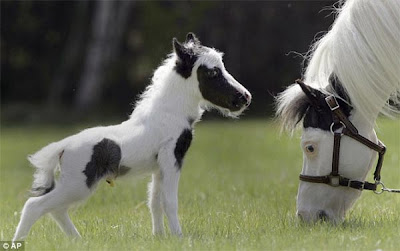 Einstein - The World's Smallest Horse Seen On www.coolpicturegallery.us