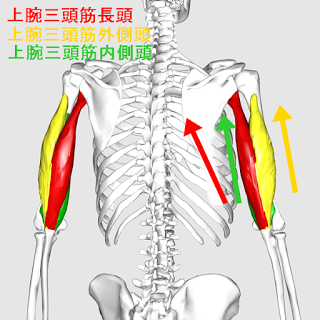 筋肉の名前と作用の完全図鑑 筋トレ部位の名称と共働筋 拮抗筋 その鍛え方 武器屋 Net Blog