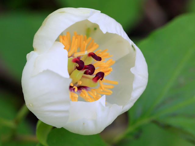 Paeonia japonica