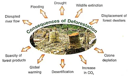 essay on deforestation for class 8