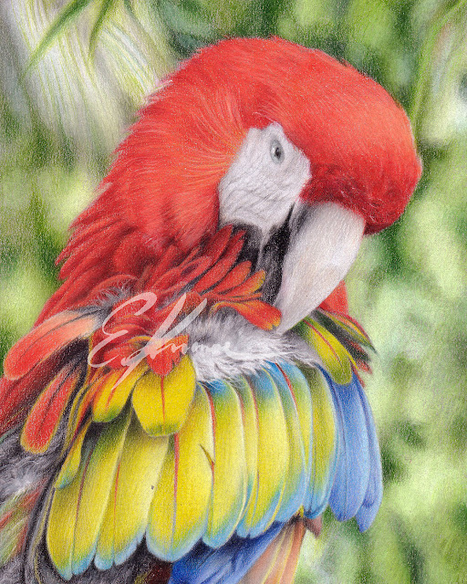Colored pencil portrait of a Macaw in a jungle