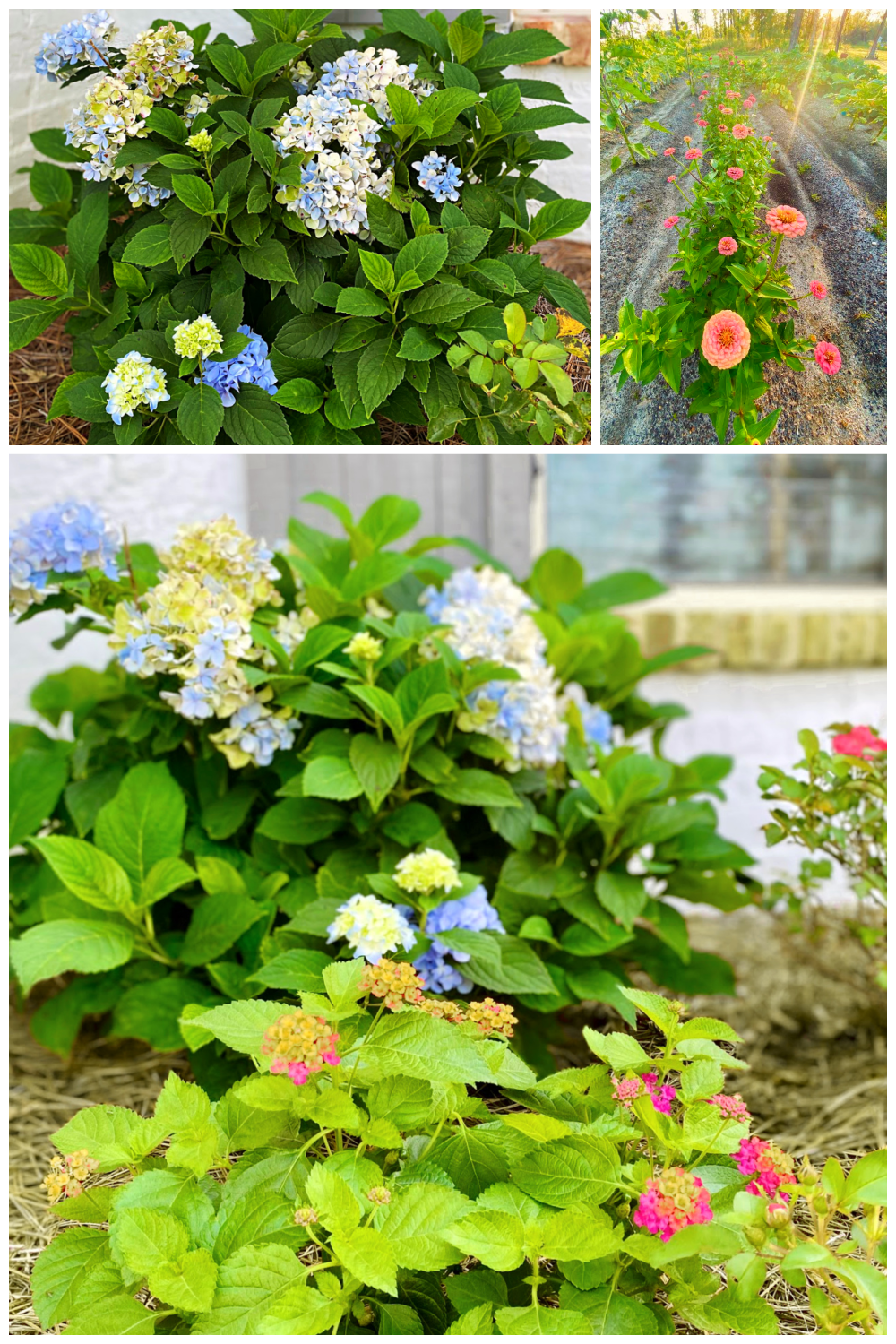 garden-flowers-hydrangea-gardening
