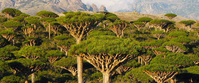 Socotra Pulau Paling Aneh Misteri Dan Paling Indah Di Dunia Tempat Dajjal Dirantai Orangmuo My