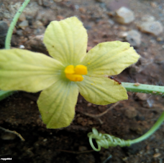 WATERMELON FLOWER - தர்பூசணி பூ