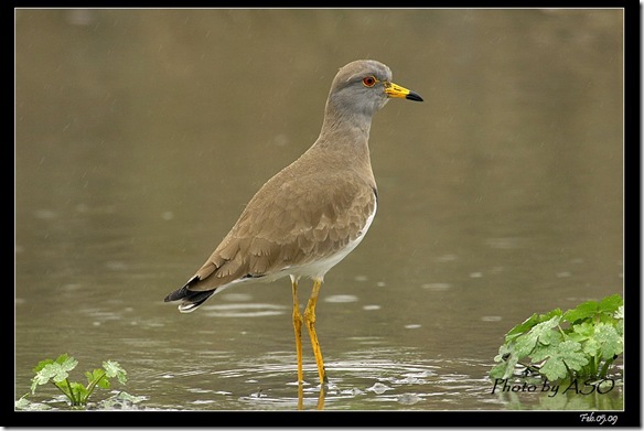 跳行鳥(2009-02-05宜蘭塭底)6829