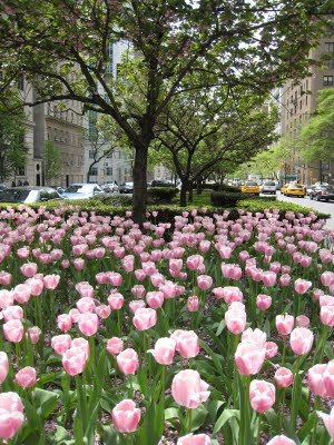 central park springtime. through Central Park,