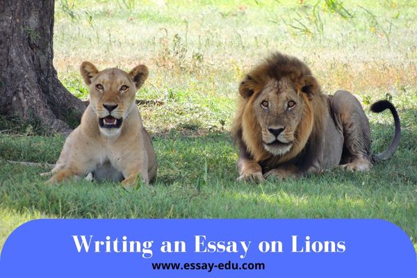 Essay on Lions