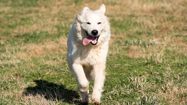 Train Your Great Pyrenees for Your Children